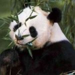 panda-2.jpg
