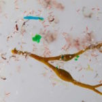 Une soupe de plancton mêlée à des débris de déchets plastiques a été retrouvée dans l'Antarctique par la mission Tara (CNRS).