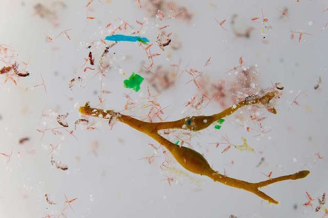 Une soupe de plancton mêlée à des débris de déchets plastiques a été retrouvée dans l'Antarctique par la mission Tara (CNRS).
